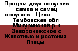 Продам двух попугаев (самка и самец) попугаев › Цена ­ 1 500 - Тамбовская обл., Мичуринский р-н, Заворонежское с. Животные и растения » Птицы   